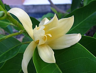 Champaca Blossom Parfümöl